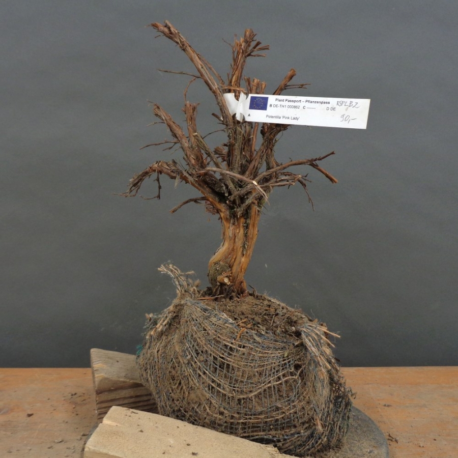 Potentilla, Fingerstrauch, Rohling